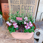ラスト！秋冬寄せ植え♡【ガーデンシクラメン入り寄せ植え】アイアンピックつき♡サーモンピンク系ブリキ鉢♪ユーフォルビア