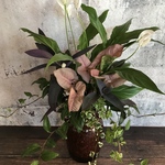 観葉植物🪴寄せ植え(送料無料)