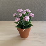 菊　1  花鉢