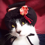 【ひな祭り】猫用カツラ