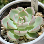 n0909様専用！（再販依頼品）★ミックスベリア ブルーベリームーン 多肉植物 自家栽培 国産
