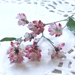 ミゾソバ  20個 ピンクの 小さな花 山野草 野の花 赤そば ドライフラワー ハーバリウム レジン封入 