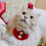 送料無料☆彡クリスマスサンタクロース風〜猫の首輪