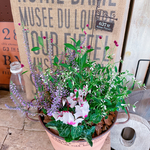 ラスト！秋冬寄せ植え♡【ガーデンシクラメン入り寄せ植え】アイアンピックつき♡サーモンピンク系ブリキ鉢♪ユーフォルビア