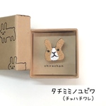 タチミミノユビワ（チャハチワレ）