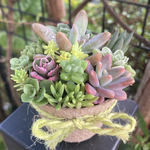 多肉寄せ植え　そのまま飾れる　①　アレンジ　寄せ植え　多肉