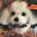 送料無料ハロウィン企画🎃マルチーズのブローチ
