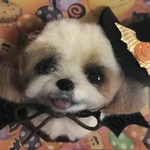 送料無料ハロウィン企画🎃シーズーのブローチ
