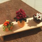 ミニチュア植物３個セット　Ｃ