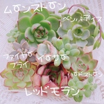 送料無料♡♡ 《18》多肉植物 エケベリア 韓国苗 抜き苗セット 寄せ植えにも♡♡