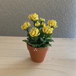 菊　3   花鉢