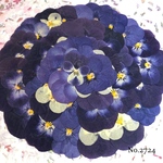 ♡new♡作家様必見♡ 人気のビオラMIXセット♡押し花セット