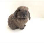 【mi...o様専用】うさぎ 羊毛フェルト オーダー