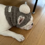 ポンポン付き　耳穴あきニット帽　セピア　フレンチブルドッグ