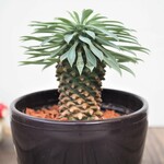 『パイナップルコーン・ソテツキリン』ユーフォルビア★かわいい★インテリア★多肉植物★送料無料