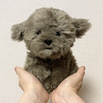 ふわふわトイプードルぬいぐるみ