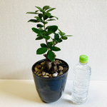 ハイドロカルチャー　パンダガジュマル　大きなサイズ　　小石原焼　陶器　観葉植物
