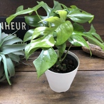 姫モンステラ♡観葉植物♡ガーデニング♡インテリア♡