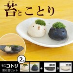 苔（こけ）をそだてる。モスモス【モスコトリ2匹・受け皿セット】