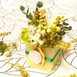 Mimosa cube