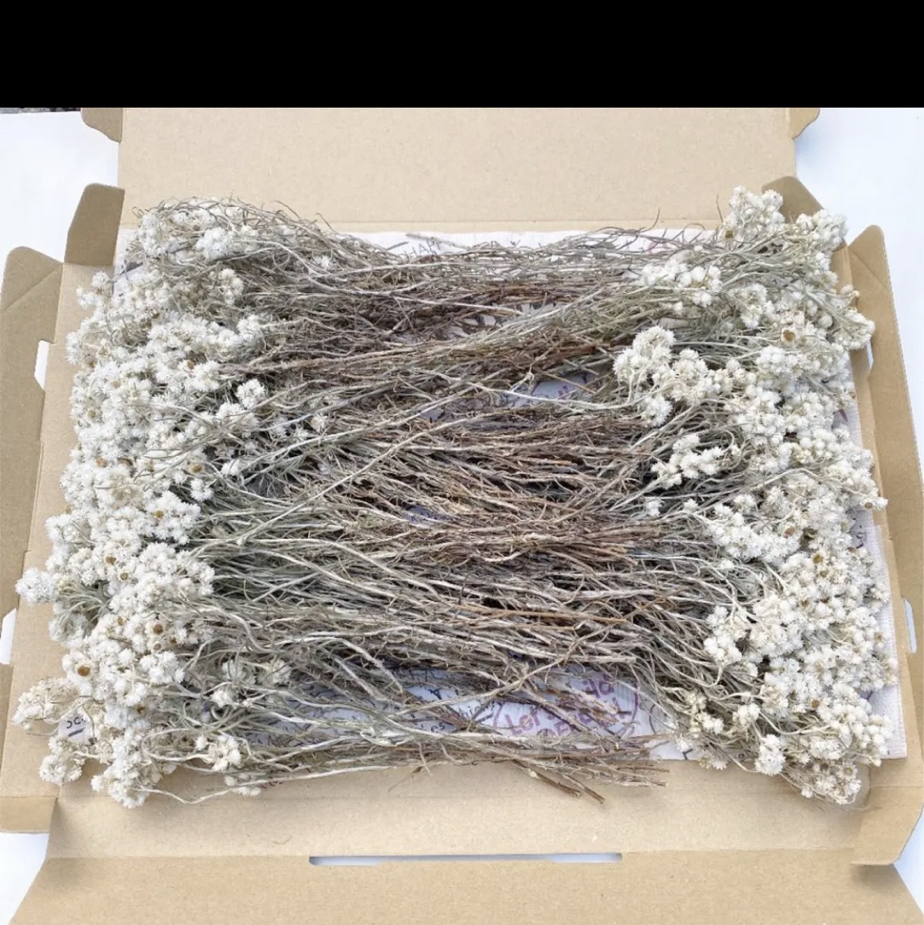 カワラハハコ 花かんざし ドライフラワー カワラハハコ 花かんざし