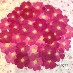 ♡new♡作家様必見♡ 人気のバーベナがいっぱい♡ 押し花セット