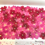 ♡new♡選別前だからお安く♡バーベナの押し花セット♡