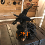 ☆ハロウィン限定☆魔女ダックス♡