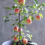こりんご🍎実付き