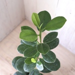 希少♡尖閣カジュマル♡ガジュマル♡ゴムの木♡観葉植物♡