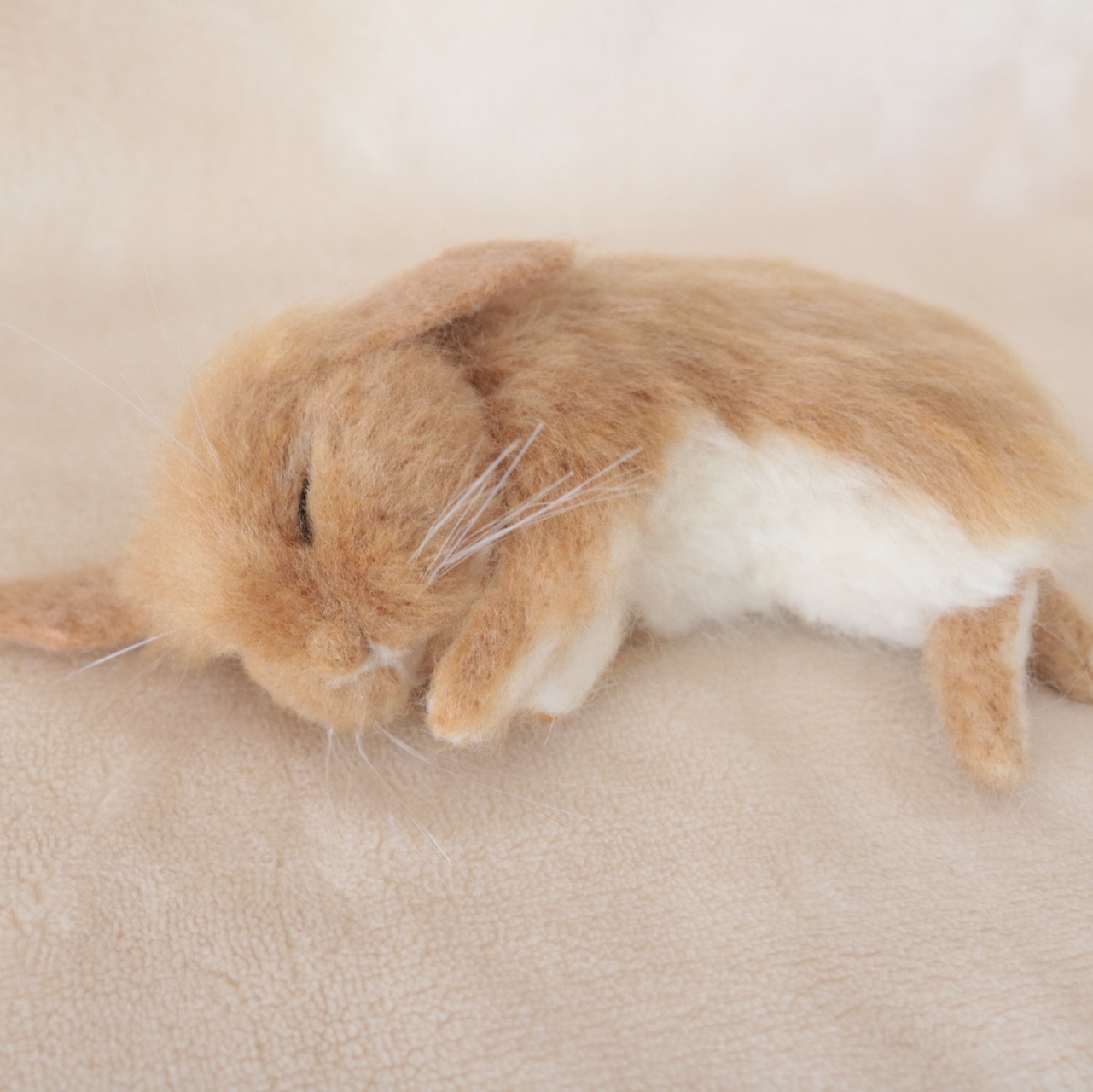 すやすやおねんね中のうさぎさん ネザーランドドワーフ ブラック