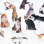 ♥癒し　猫ちゃんのフレークシール C