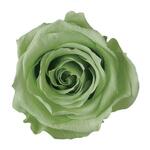 １輪　おすそ分け ミルキーグリーン・黄緑　バラ・薔薇 ・ローズ　プリザーブドフラワー　仕入れ時から細かいキズ、花びらやガクなどに切れ、折れなどがある物もございます。天然素材の特徴とどうぞご理解ください