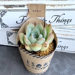 再販❗️【多肉植物】スイレン