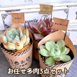 ❗️再再販❗️【多肉植物】お任せ3点セット