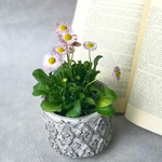 イングリッシュデージー　ロリポップ♡たくさんの花が咲く♡