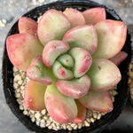アボカドクリーム　多肉植物