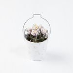 ✴︎クロッカス✴︎　薄茶白植木鉢　1/12scale