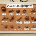 どんぐりの仲間たち（１５種類）