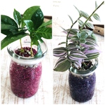 a様専用Sand Bottle『トラディスカンチア&コーヒーの木』Milk カラーサンド　パープル＆ピンク　観葉植物　ハイドロカルチャー  