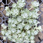 白雪ミセバヤ　多肉植物