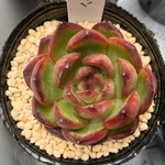 レッドモラン　多肉植物