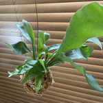 コウモリラン ビカクシダ　苔玉仕立て☆観葉植物