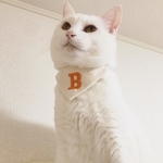 首輪の装着例