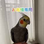 鳥のおもちゃ【maro-yoko様】
