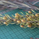プルモーサムヤングマルチの Dry Flower（3本組）