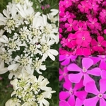 シレネ ピンクパンサーの種 400粒 フクロナデシコ 花の種 Minne 日本最大級のハンドメイド 手作り通販サイト