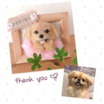 pekiko… 様専用♡額縁わんこ『うちの子オーダー』(mii wool&wool)
