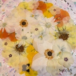 ♡new♡  ♡可愛い押し花セット♡ ♡たくさん入って使いやすい押し花セット♡