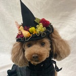 ハロウィンとんがり帽子(大きめ黒🍇🍏🎃🌹入り)